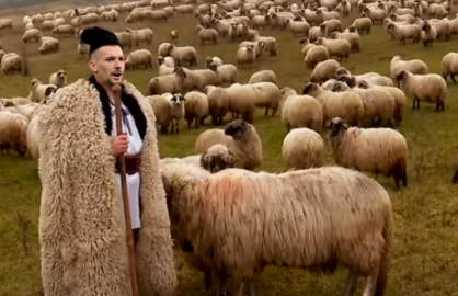 Zeci de oi disparute, dupa ce Ionut Radu a fost pus paznic la o stana